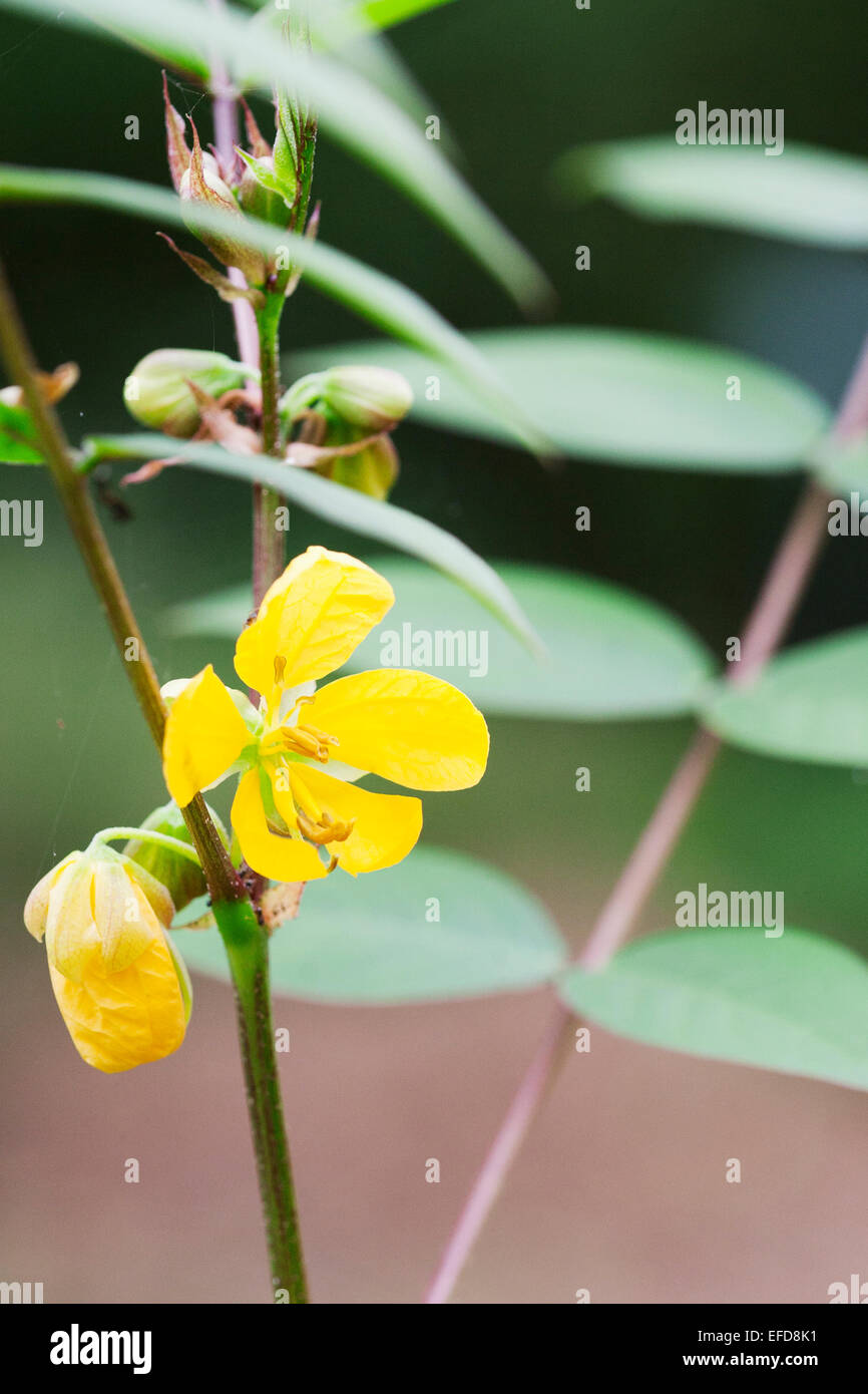 Coffee senna or coffeeweed (Senna occidentalis)  Medicinal plant: used in Uganda to cure stomach ache Stock Photo
