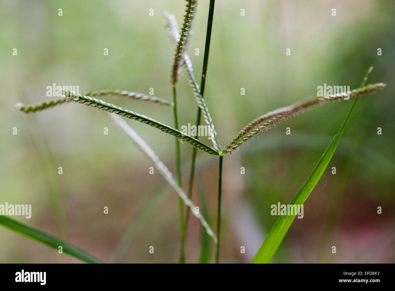 Wild finger millet (Eleusine indica) also known as Indian goosegrass