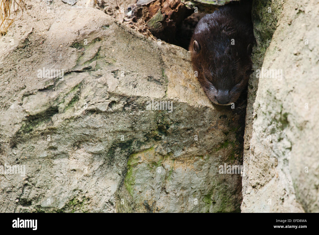 Spotted-necked Otter resting in gap in rocks (Hydrictis maculicollis)  Captive Stock Photo