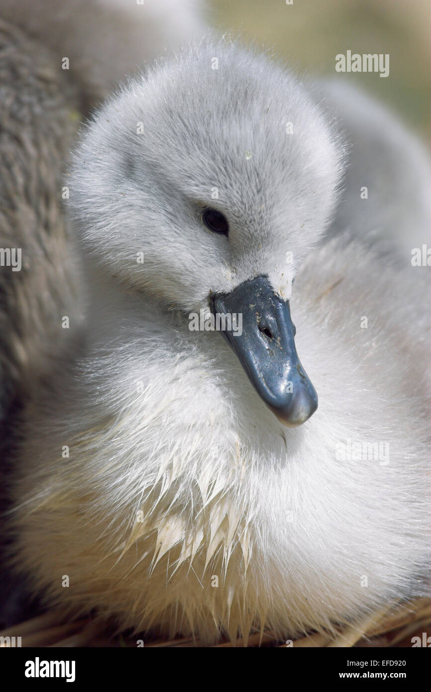 Mute swan cygnet (Cygnus olor) Abbotsbury, Dorset, UK Stock Photo