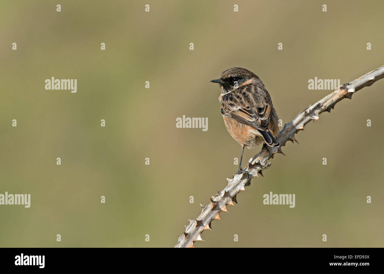 Turdidae passeriformes winter chat hi-res stock photography and images ...