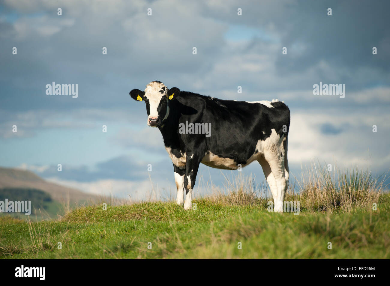 Holstein heifer in upland pasture, North Yorkshire, UK Stock Photo Alamy