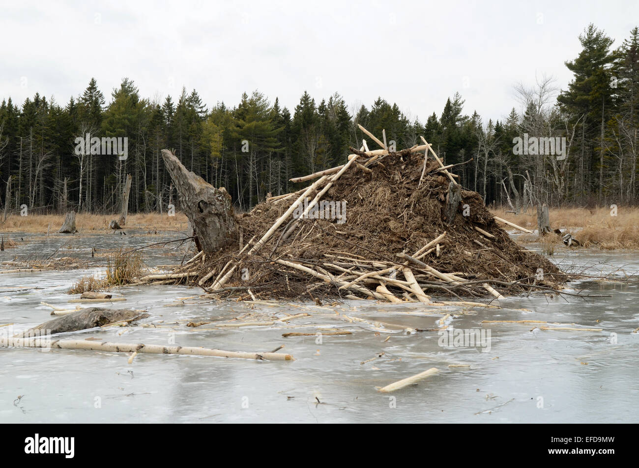 Beaver lodge on a frozen lake in Nova Scotia, Canada Stock Photo