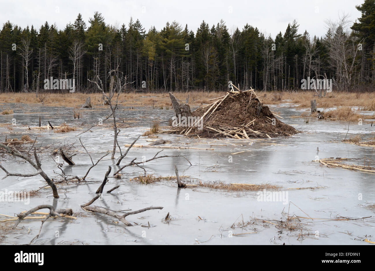 Beaver lodge on a frozen lake in Nova Scotia, Canada Stock Photo