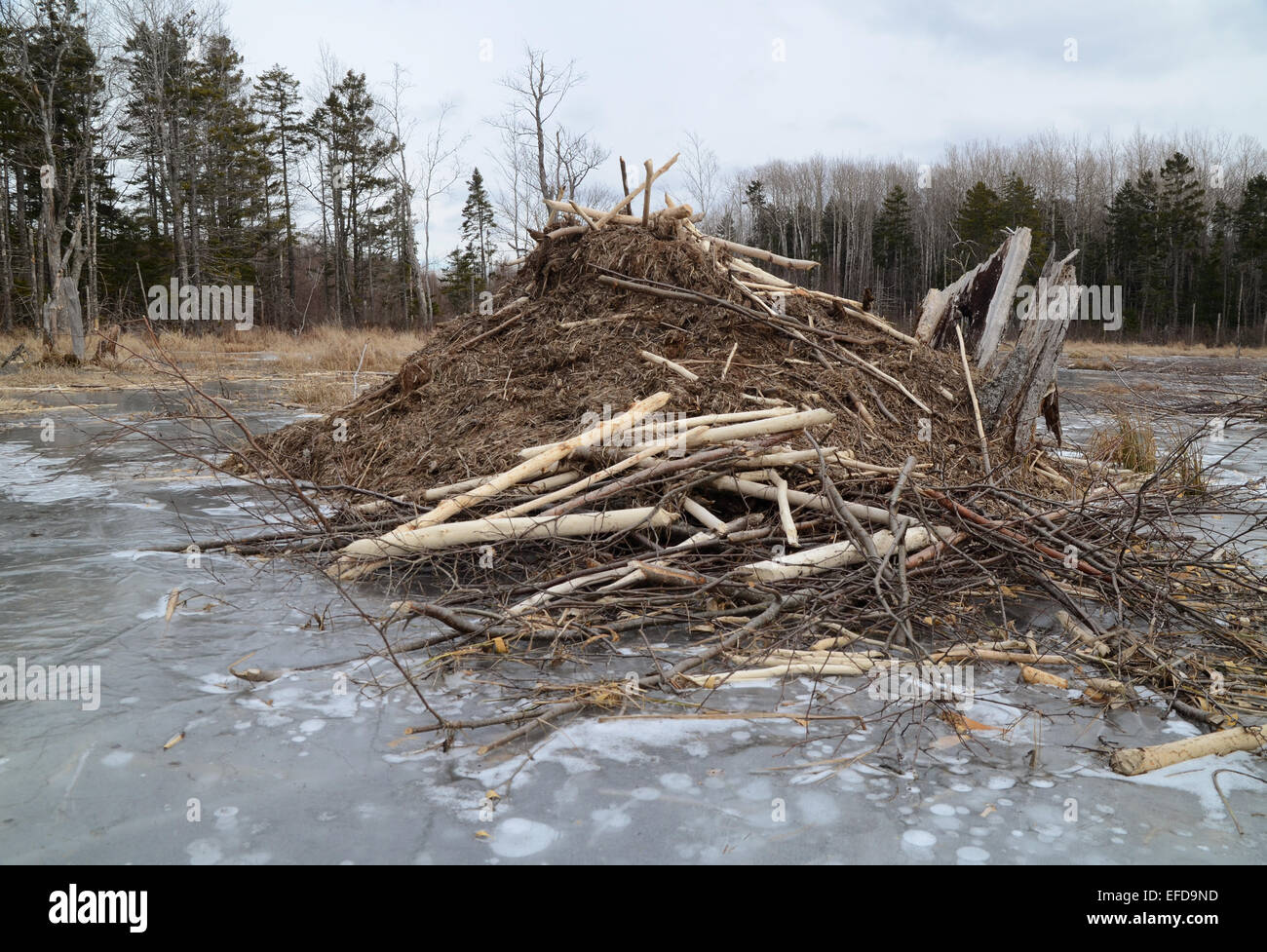 Beaver lodge on a frozen lake in Nova Scotia, Canada Stock Photo