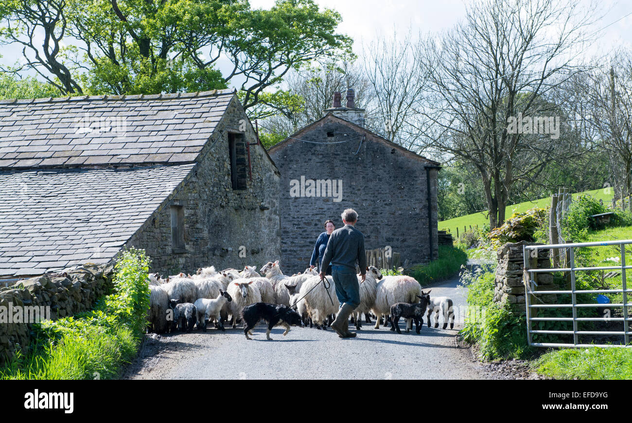 Shepherd driving sheep down a rural road, Dent, Cumbria, UK. Stock Photo