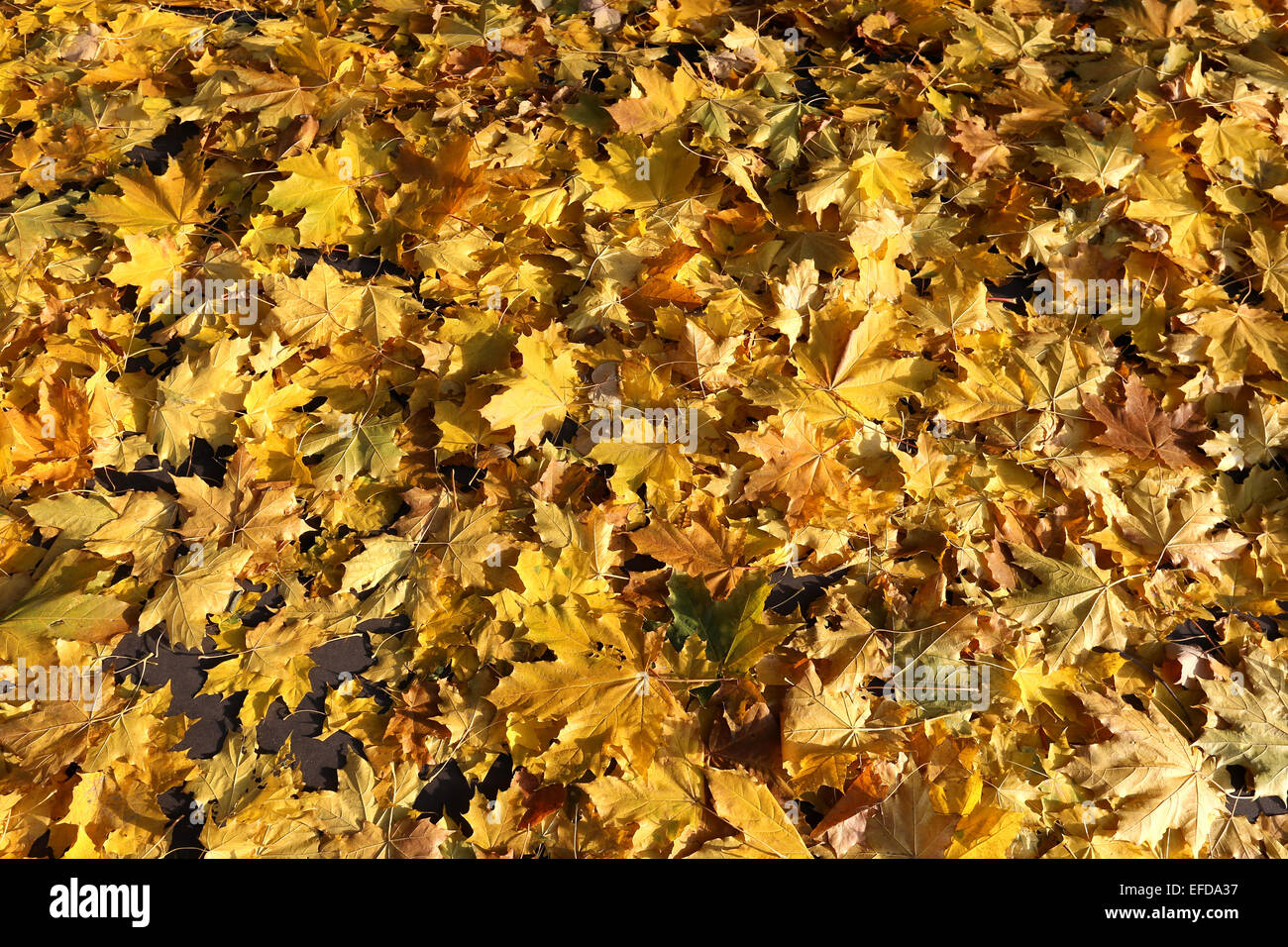 Beautiful autumn tree with colorful leaves photographed closeup Stock ...