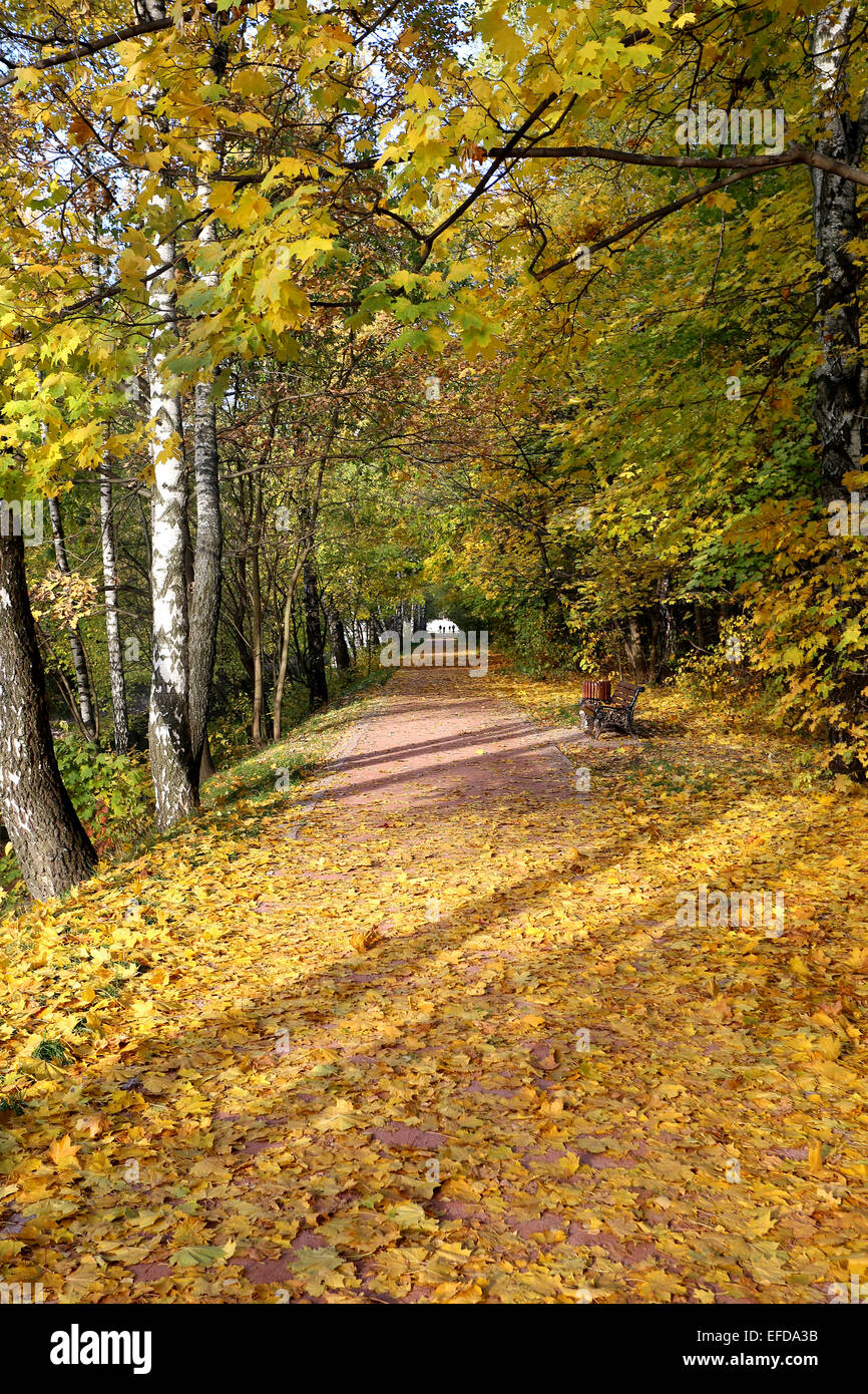 Beautiful autumn tree with colorful leaves photographed closeup Stock ...