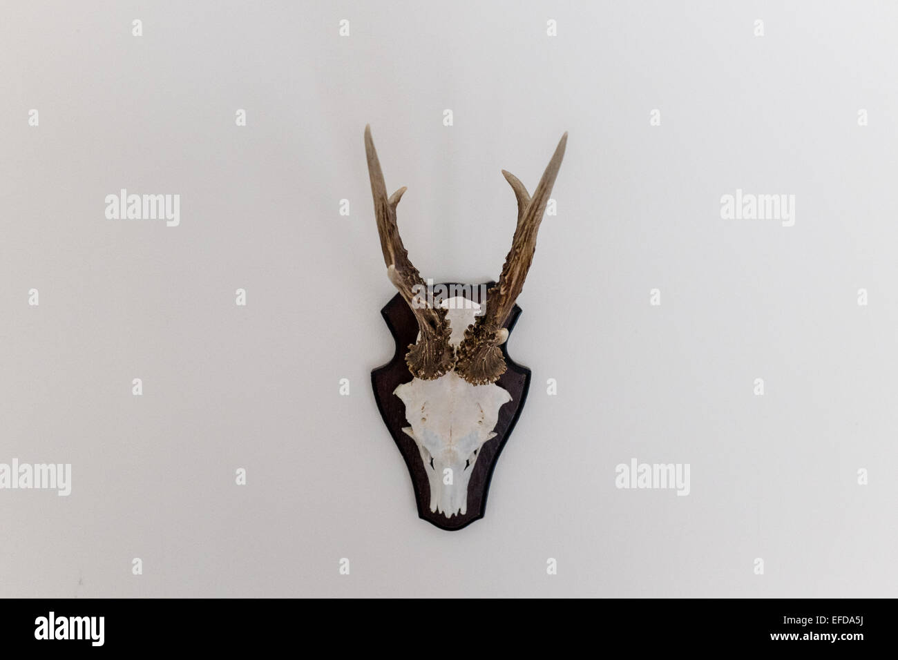 Deer head skull with antlers Stock Photo