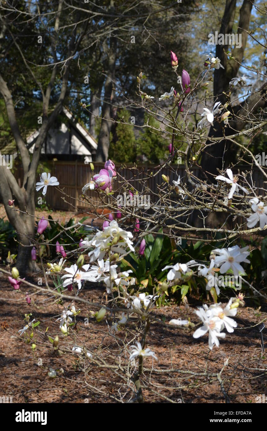 Flowers trees and nature hi-res stock photography and images - Alamy