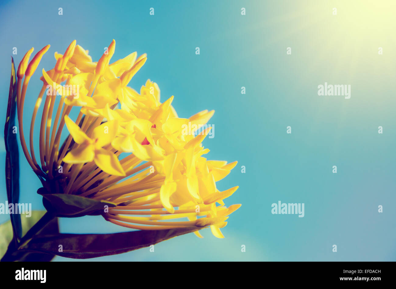 Close up yellow Ixora coccinea flower on blue sky sun and sunlight background at vintage color Stock Photo