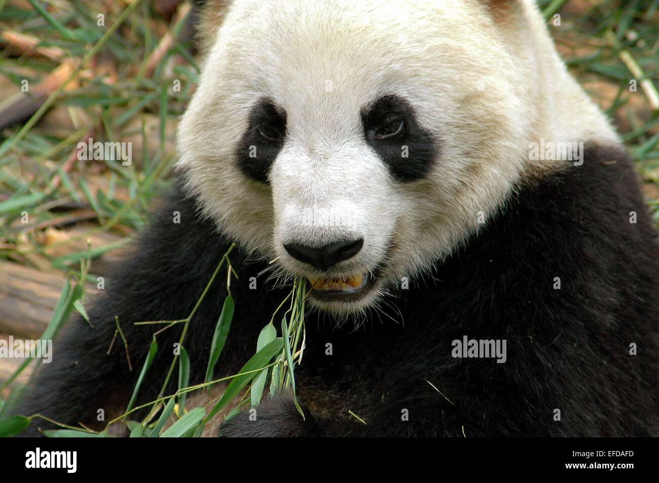 Chengdu, China:  A giant panda eating a shoot of bamboo at the Chengdu Panda Preserve Park Stock Photo