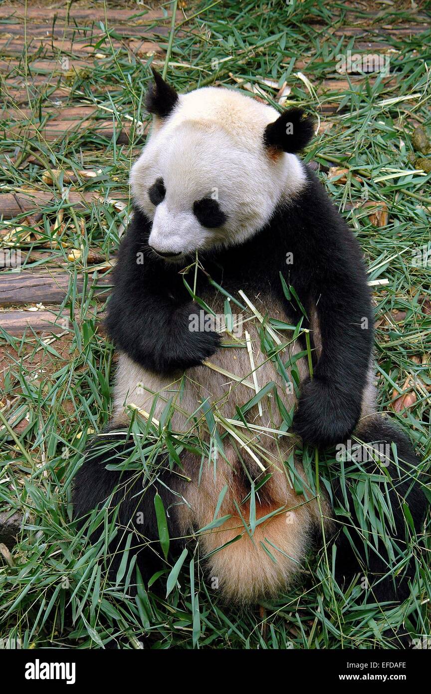 Chengdu, China:  A giant panda eating a shoot of bamboo at the Chengdu Panda Preserve Park Stock Photo