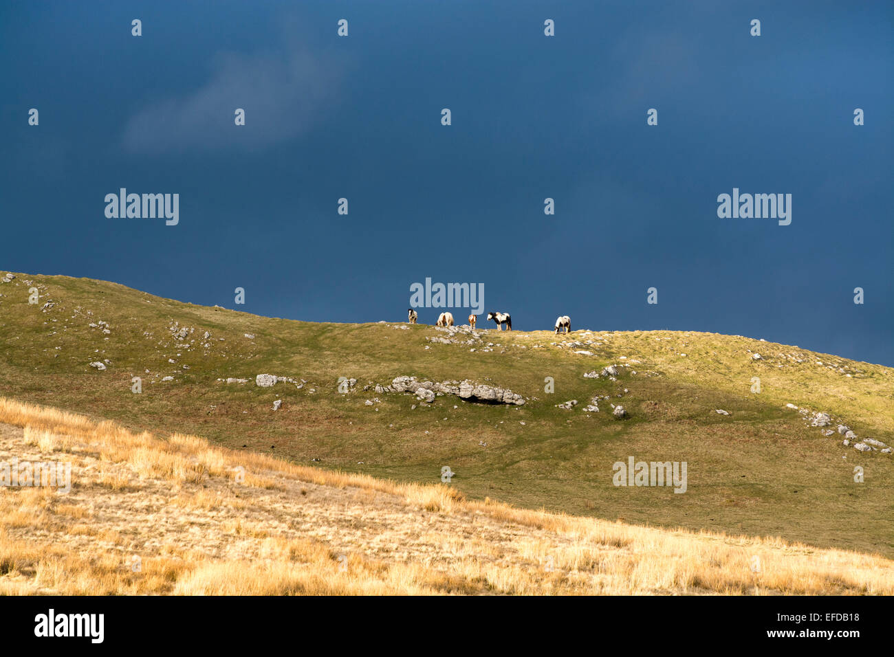 Ponies on moorland standing in sunlight against a stormy sky Stock Photo