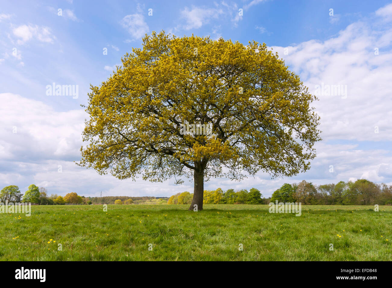 A single Oak tree growing in a field in the Spring sunshine and light ...