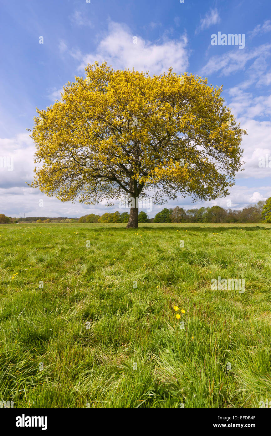 A single Oak tree growing in a field in the Spring sunshine and light cumulus clouds. Stock Photo