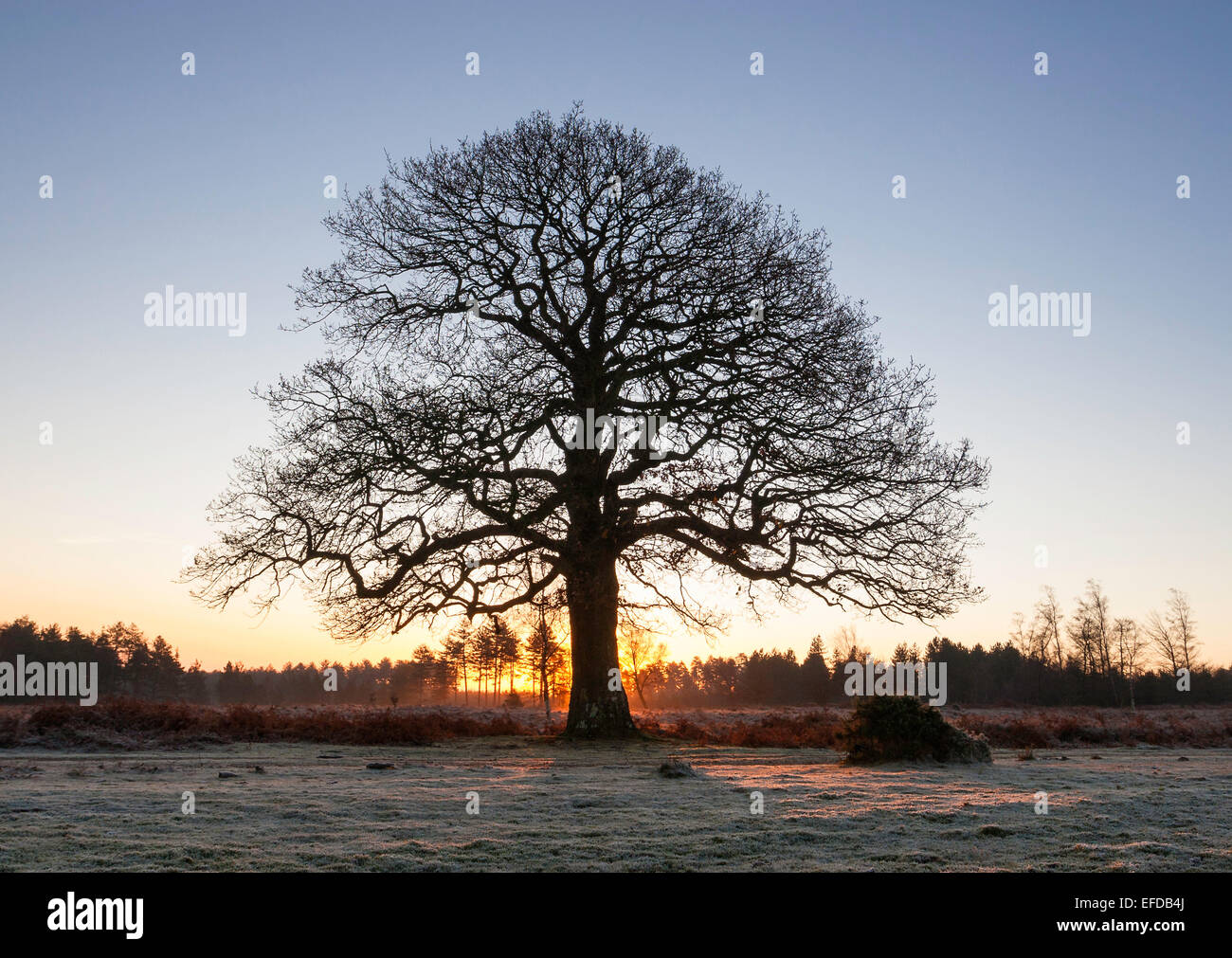 A large mature oak tree in winter with the sun rising directly behind the tree casting a long shadow towards the viewer. Stock Photo