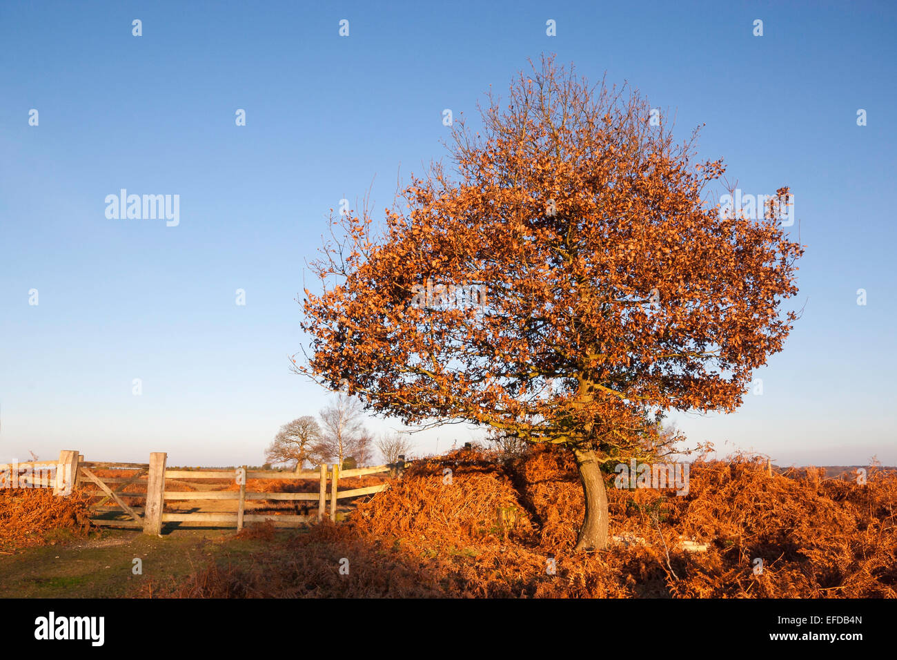 It's Autumn in the New Forest, National Park. An oak tree stands amongst bracken to the right of wooden fence and gate. Stock Photo