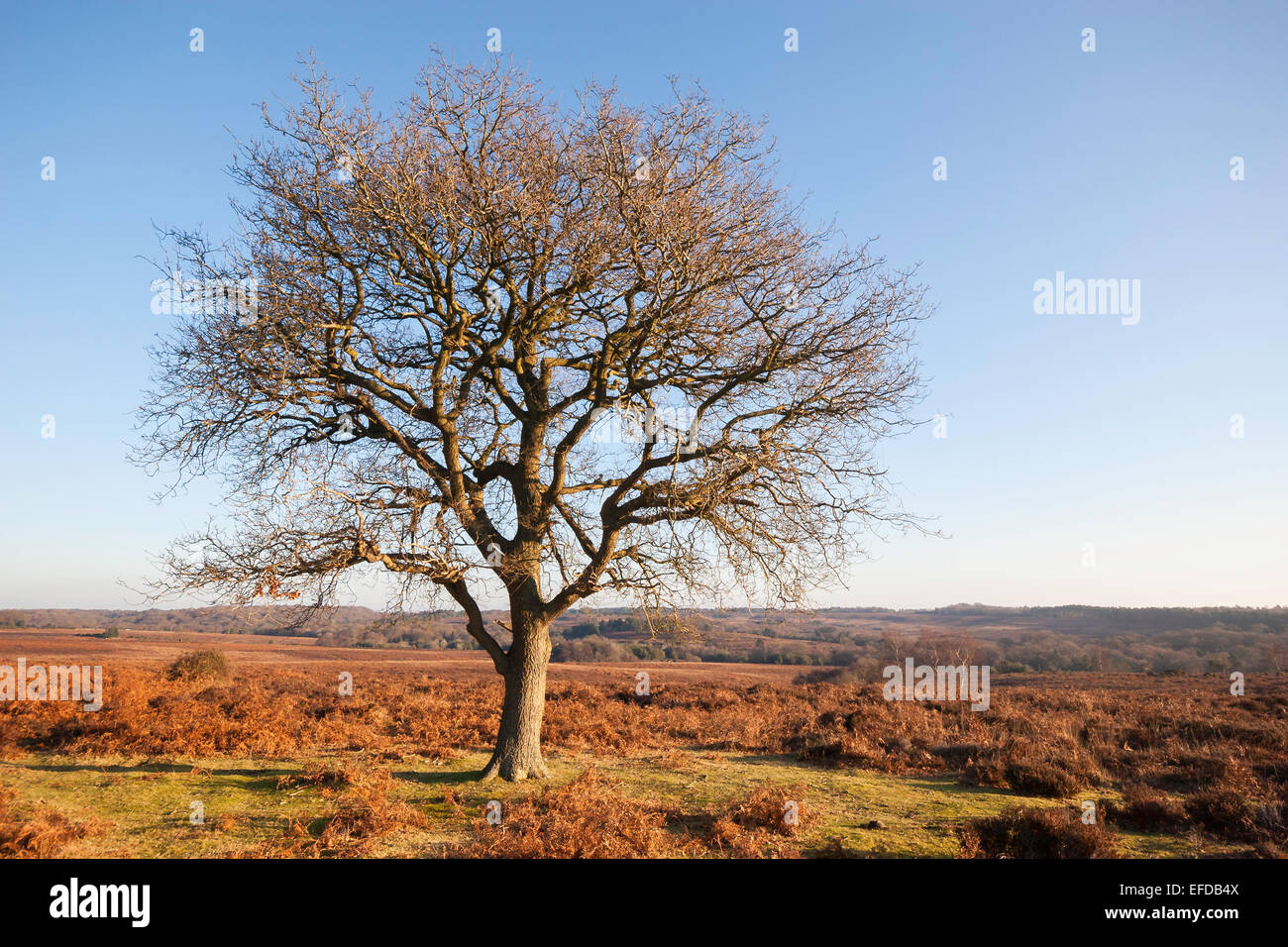 A single, large, mature oak tree stands in the heathland landscape of the New Forest, National Park, UK in winter. Stock Photo