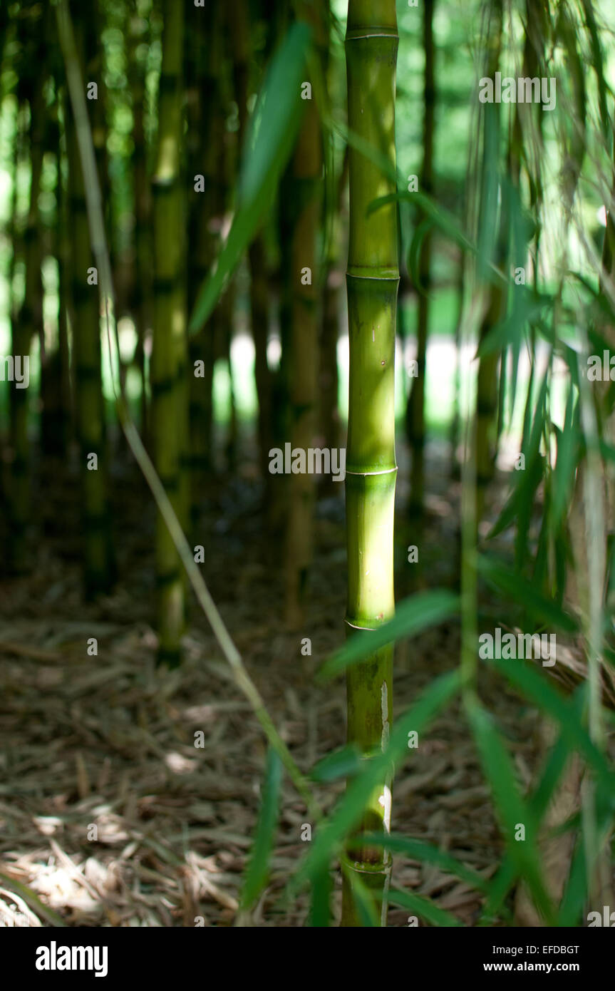 Bamboo At Kew Gardens Stock Photo Alamy
