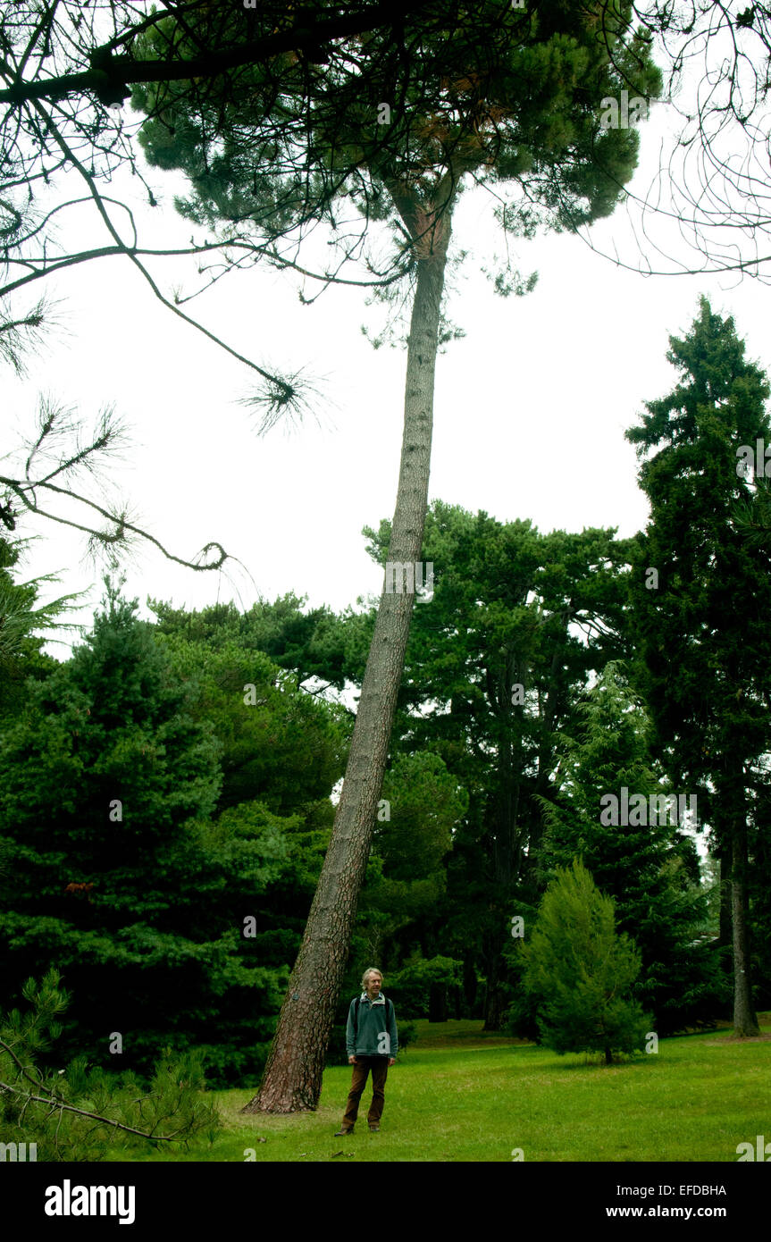 man and tree Kew Gardens Stock Photo