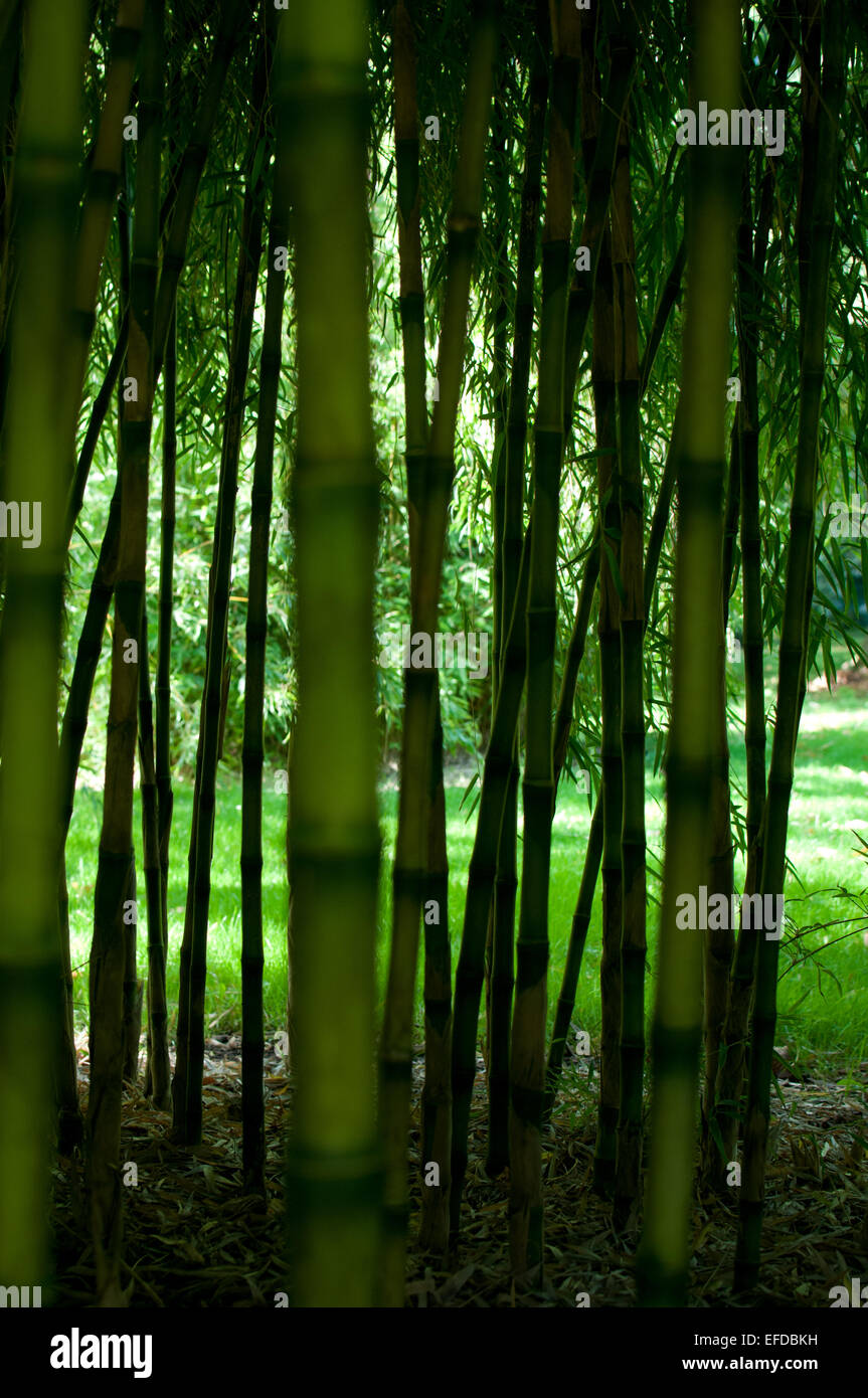 bamboo Kew Gardens Stock Photo Alamy