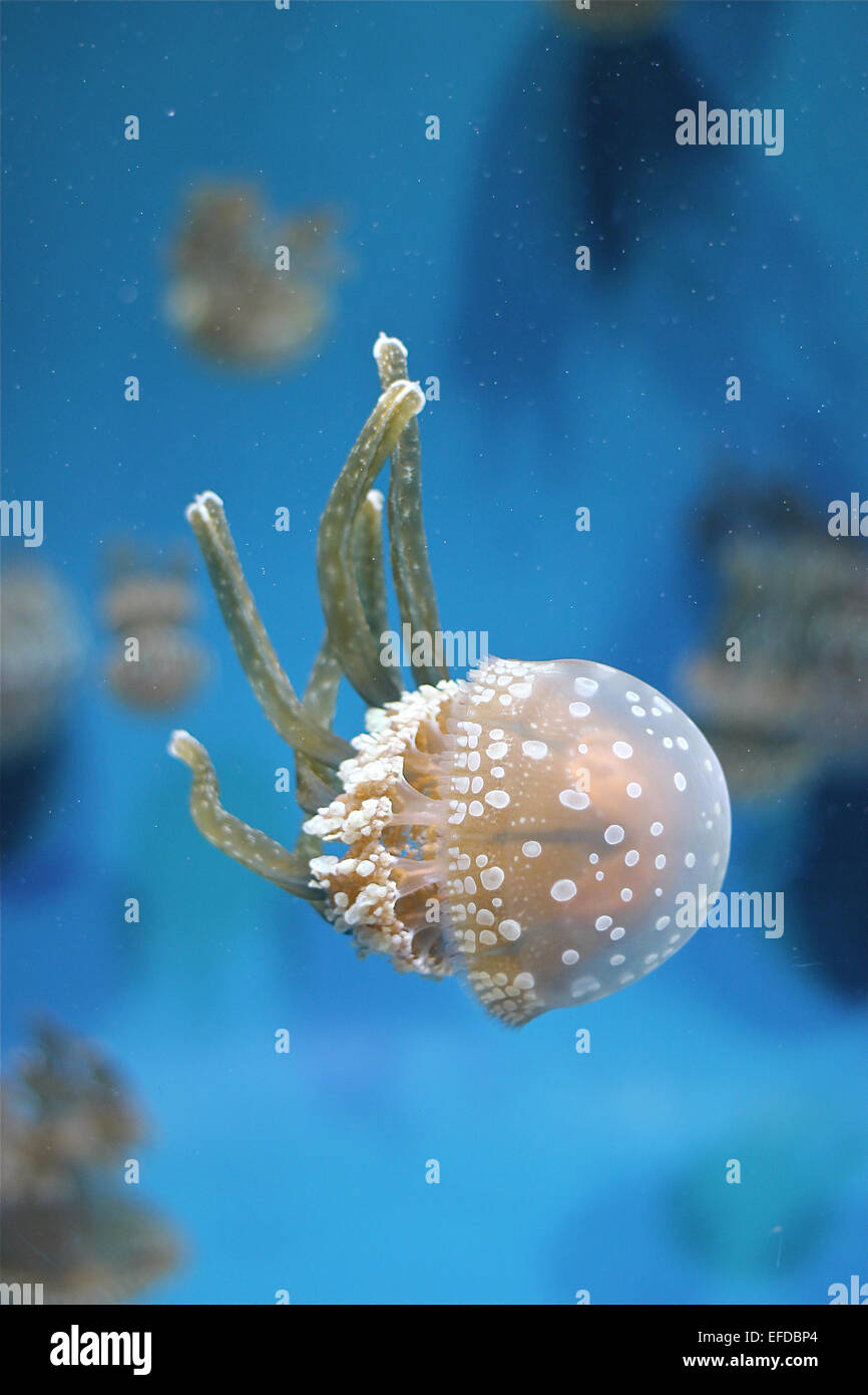 Spotted Lagoon Jellyfish or Mastigias papua at aquarium Stock Photo