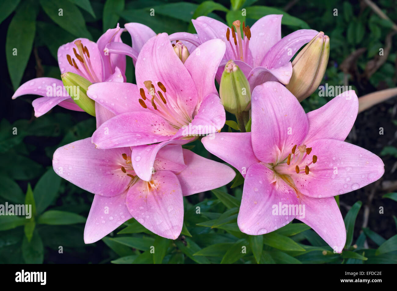 pink lilies in a garden Stock Photo Alamy