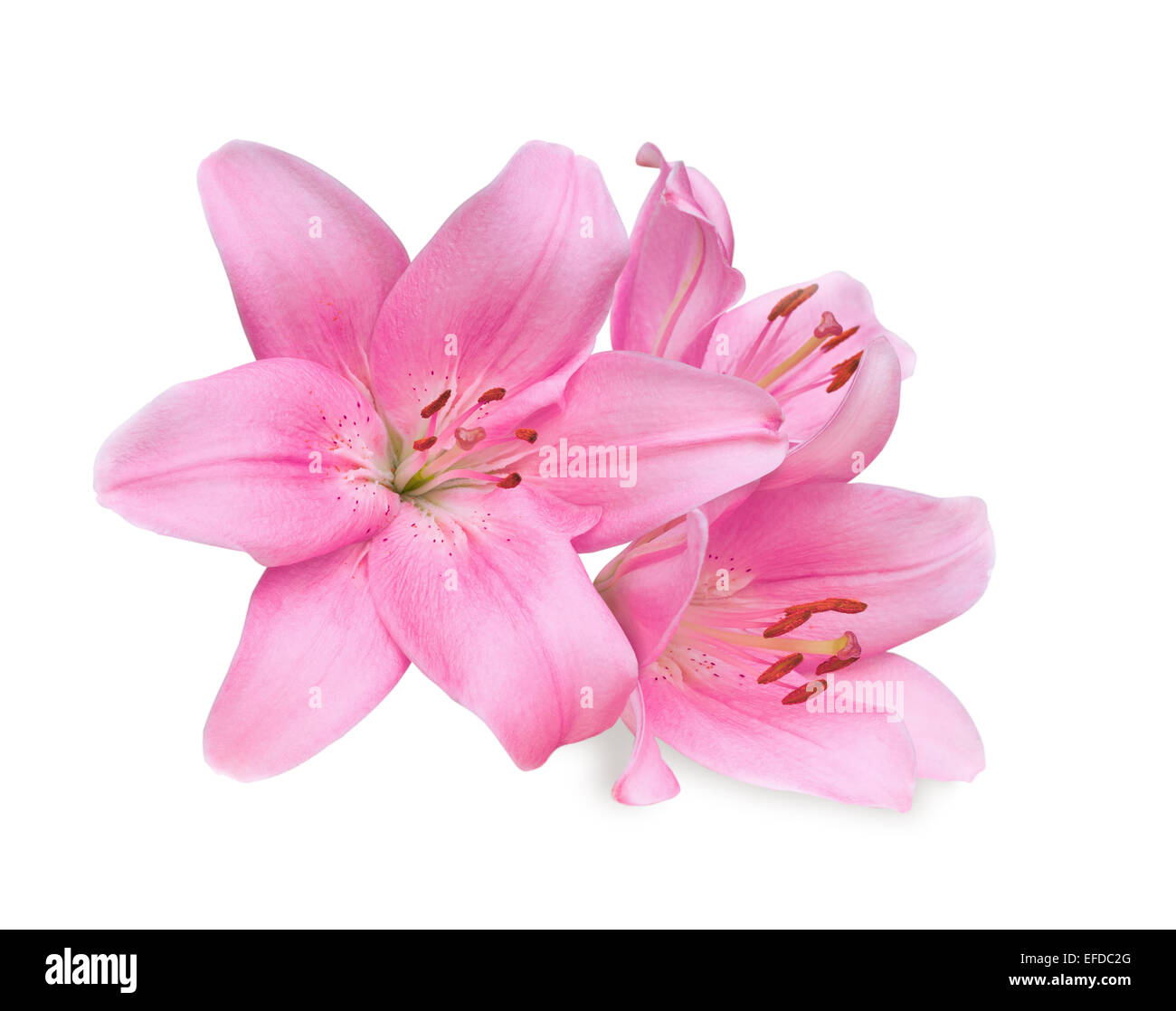 pink lilies on white background Stock Photo