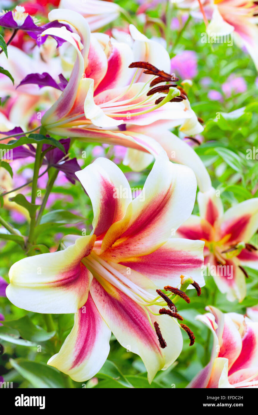 Beautiful lilies hi-res stock photography and images - Alamy