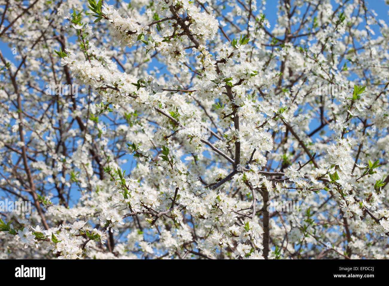 blossomed cherry on blue sky background Stock Photo