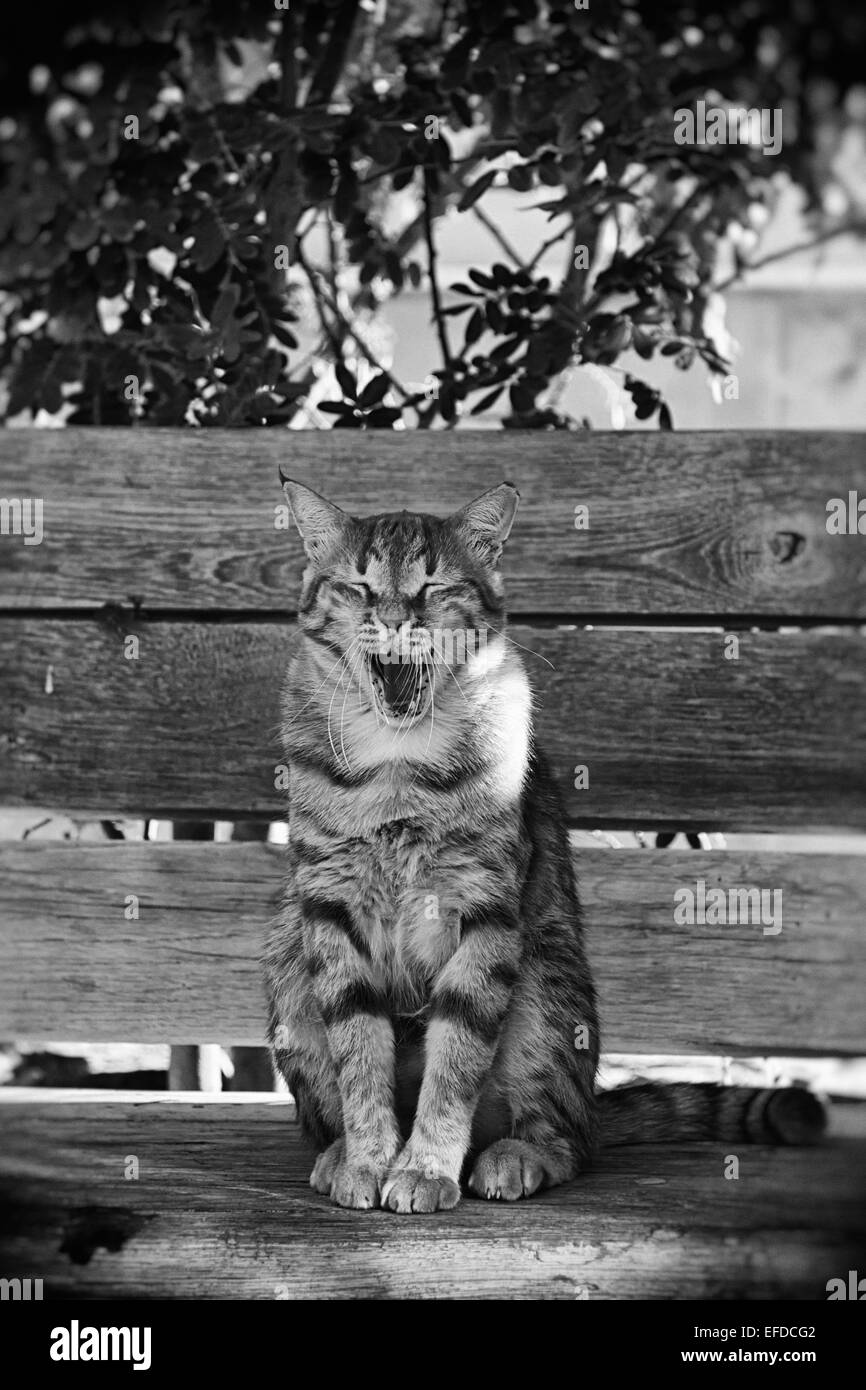 Yawning Cat Stock Photo