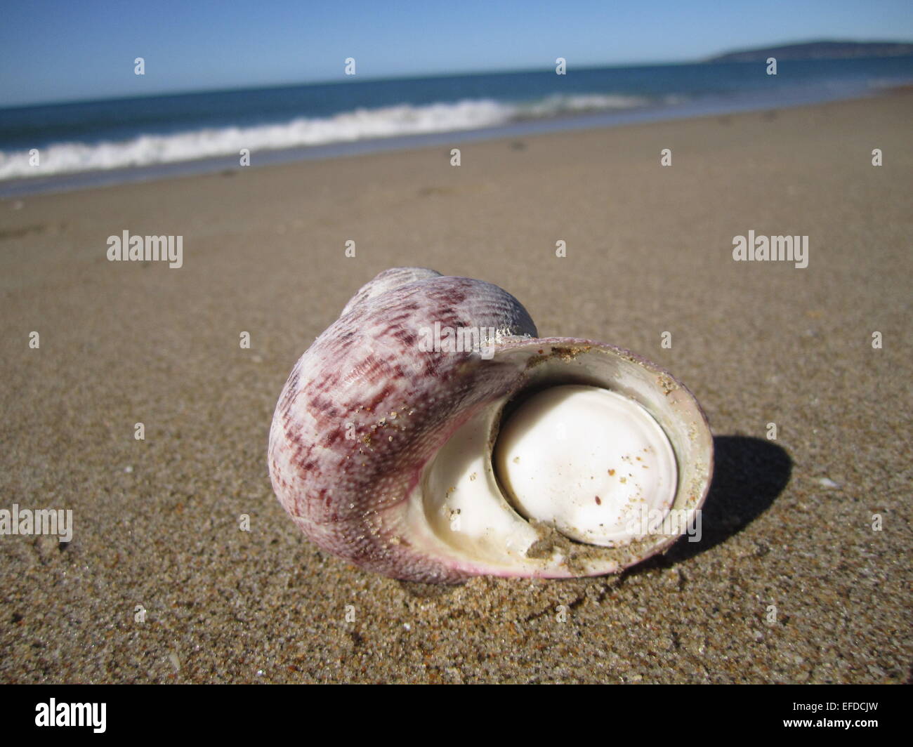 Shell on beach in New Zealand Stock Photo Alamy