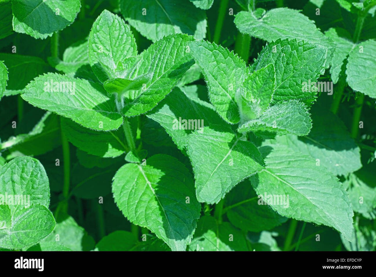 Closeup of fresh peppermint leaves Stock Photo
