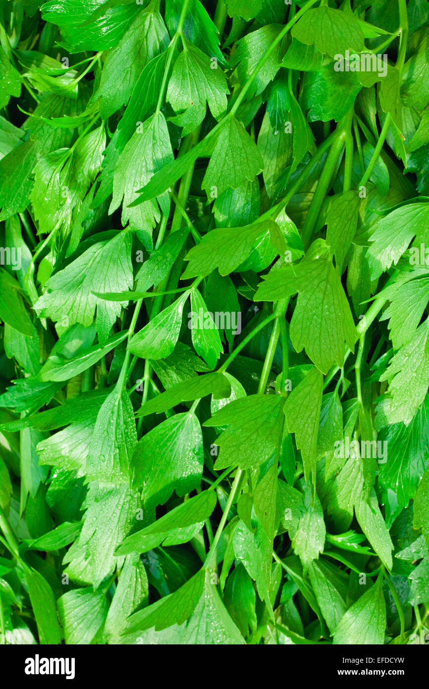 Fresh green celery background Stock Photo Alamy