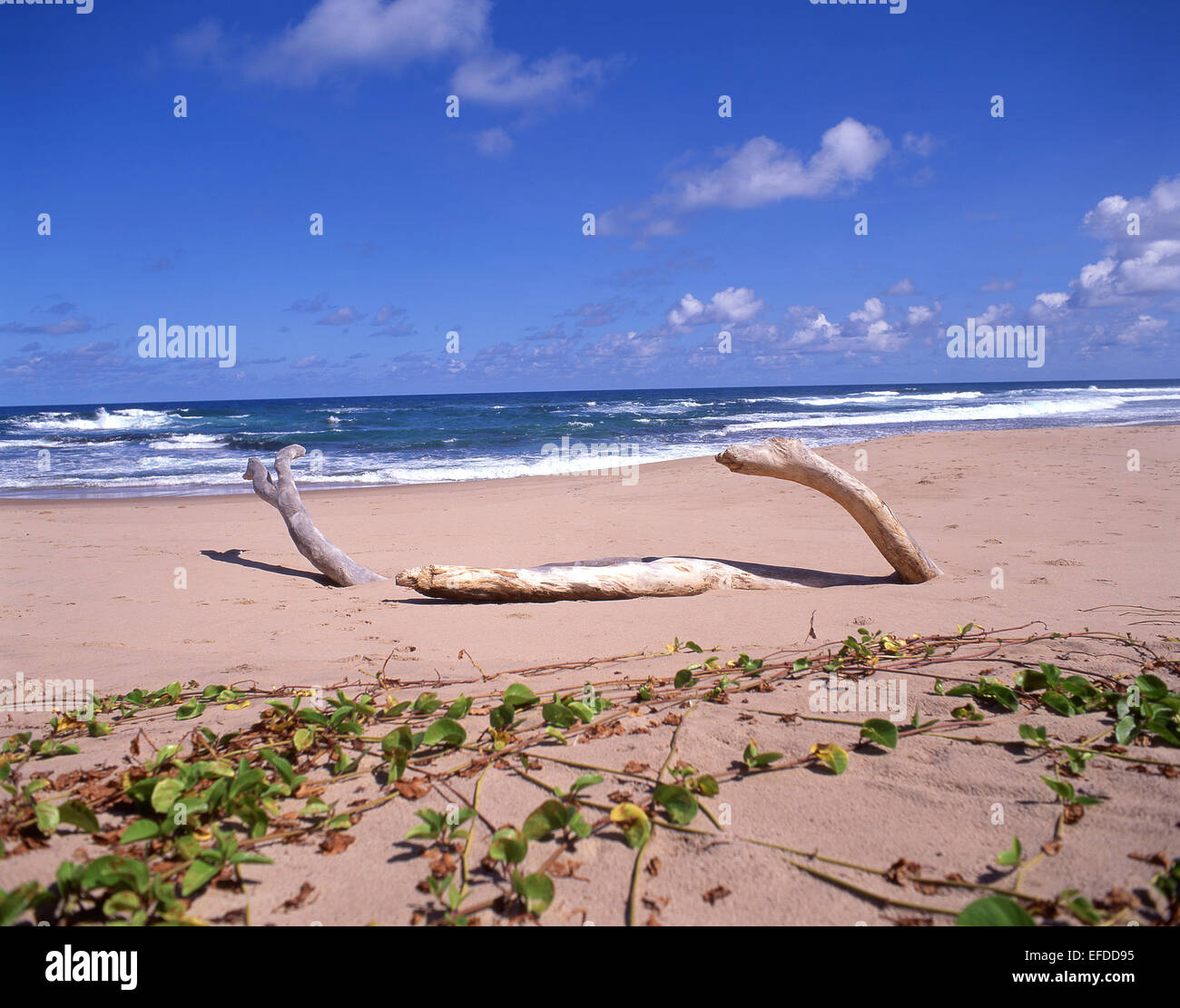 East Coast beach, Bathsheba, The Parish of Saint Joseph, Barbados, Lesser Antilles, Caribbean Stock Photo