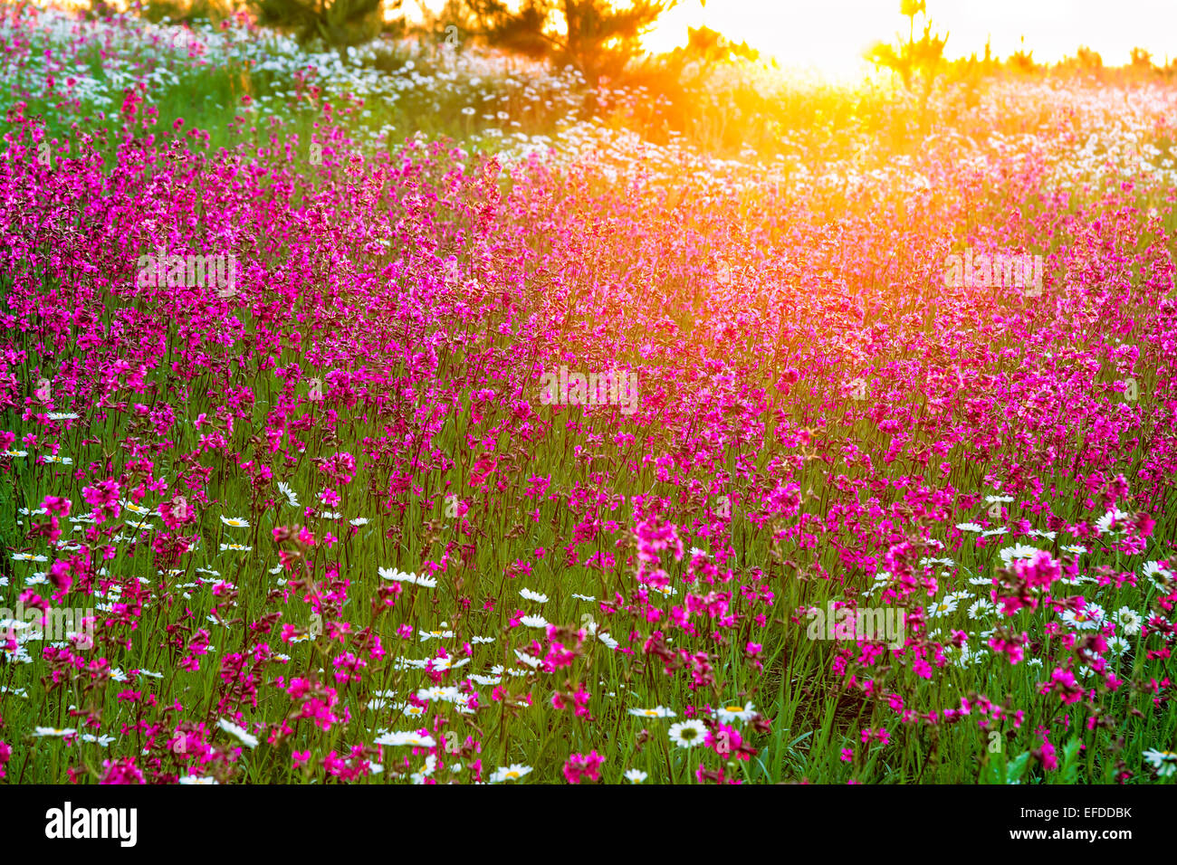 landscape with the sunrise and blossoming meadow Stock Photo - Alamy