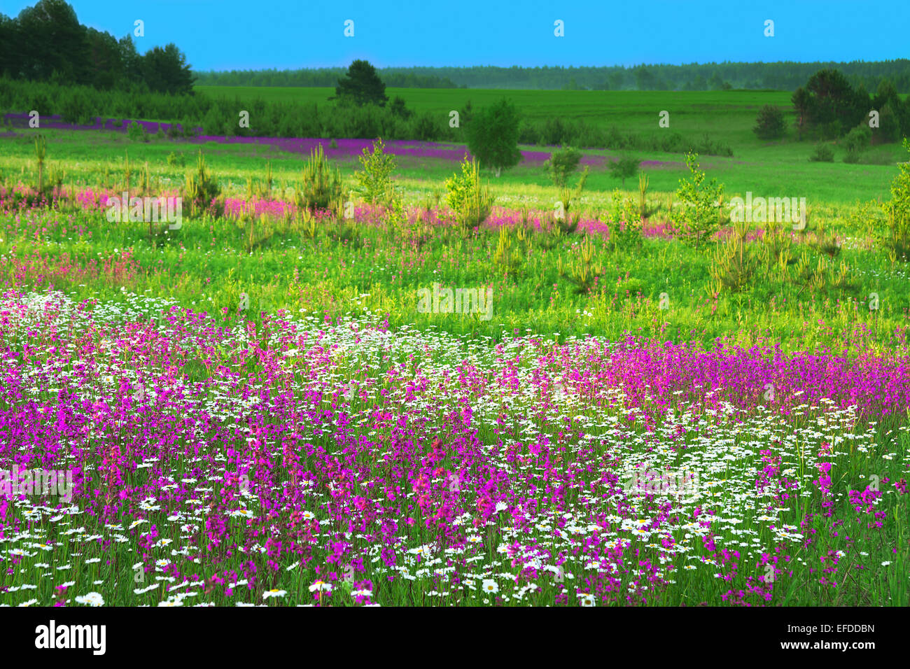 landscape blossoming summer meadow Stock Photo - Alamy