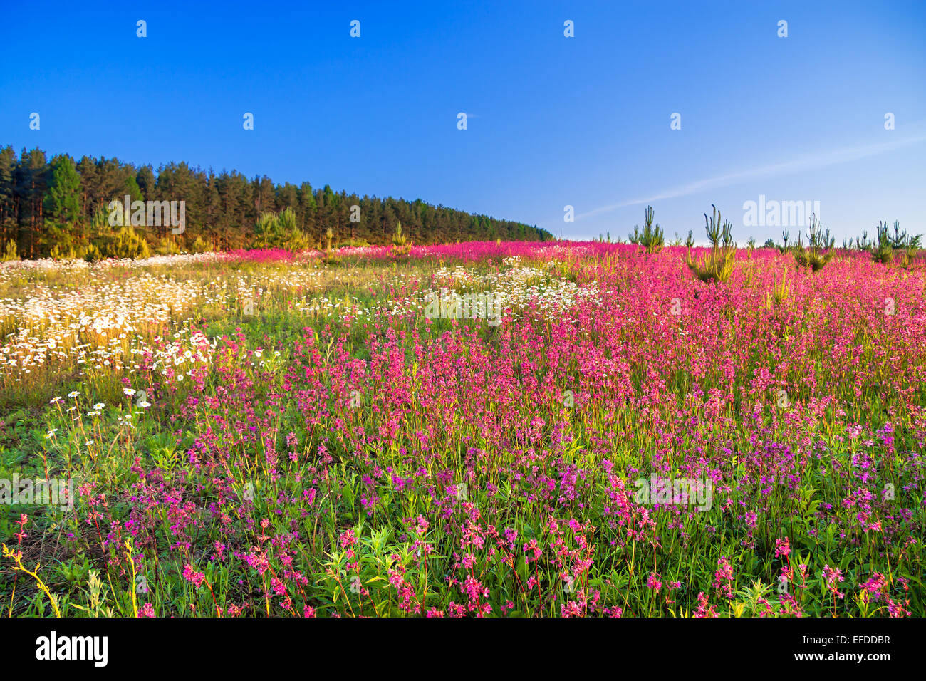 Summer flower landscape hires stock photography and images Alamy