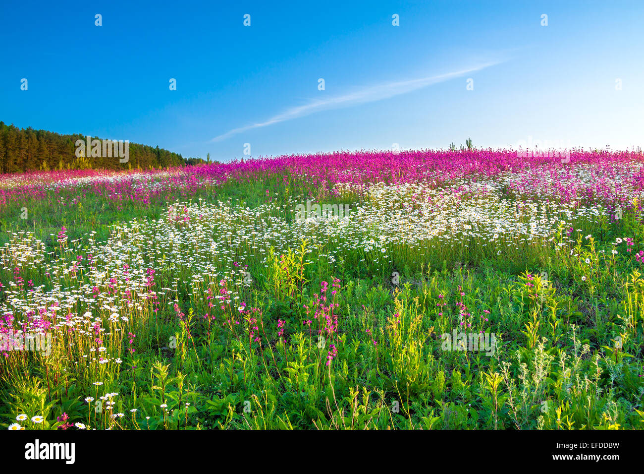 landscape blossoming summer meadow Stock Photo - Alamy