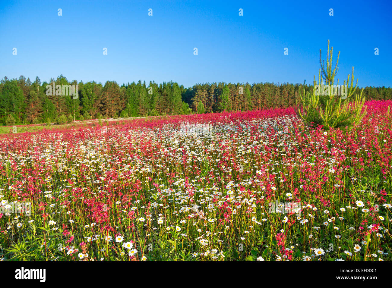 landscape blossoming summer meadow Stock Photo - Alamy