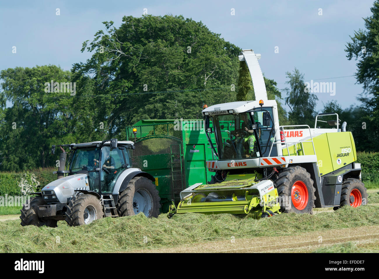 Claas Jaguar 850 self propelled forager chopping grass and loading trailers for silage to be used as winter livestock feed, Cumb Stock Photo