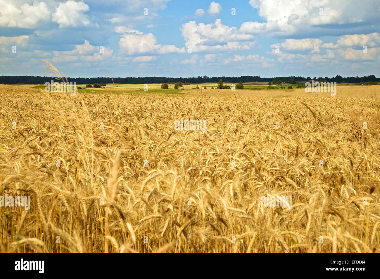 A golden wead field landscape in autumn Stock Photo