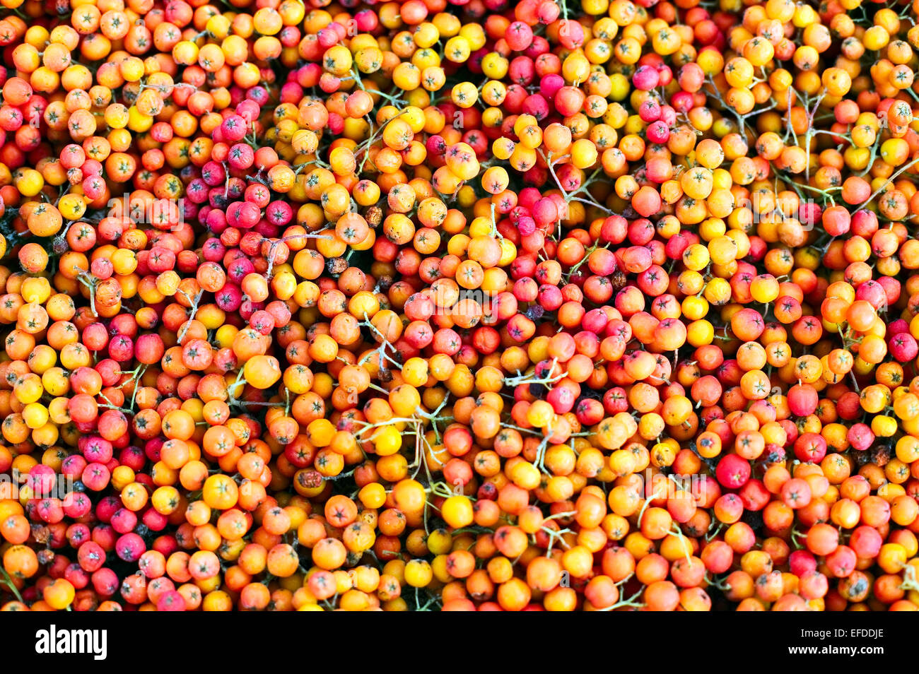 Artistic colorful art from different a berries Stock Photo