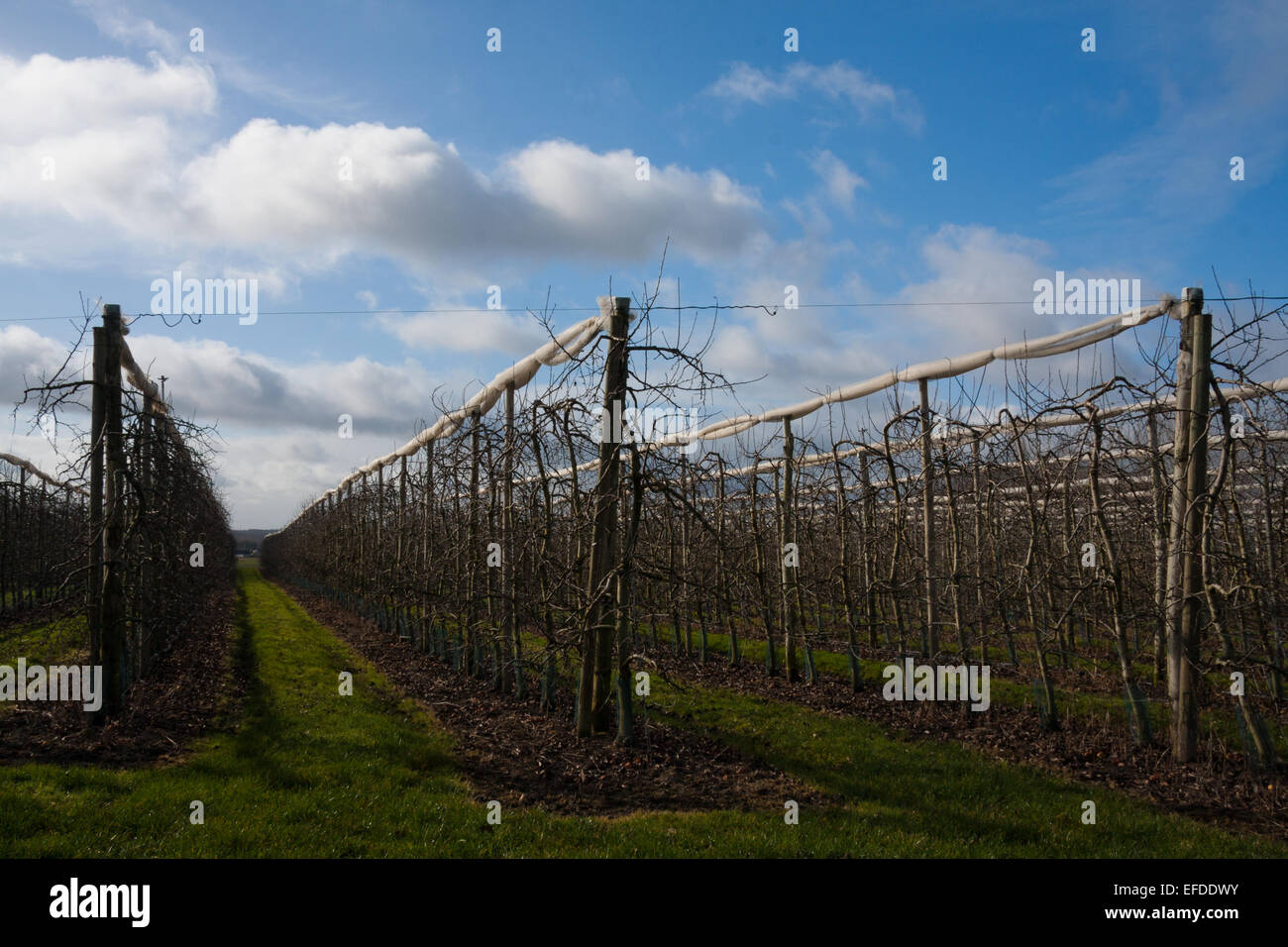 Landscape photograph of fruit trees during the winter in the Loire Valley in France. BLue skies and green grass. Stock Photo
