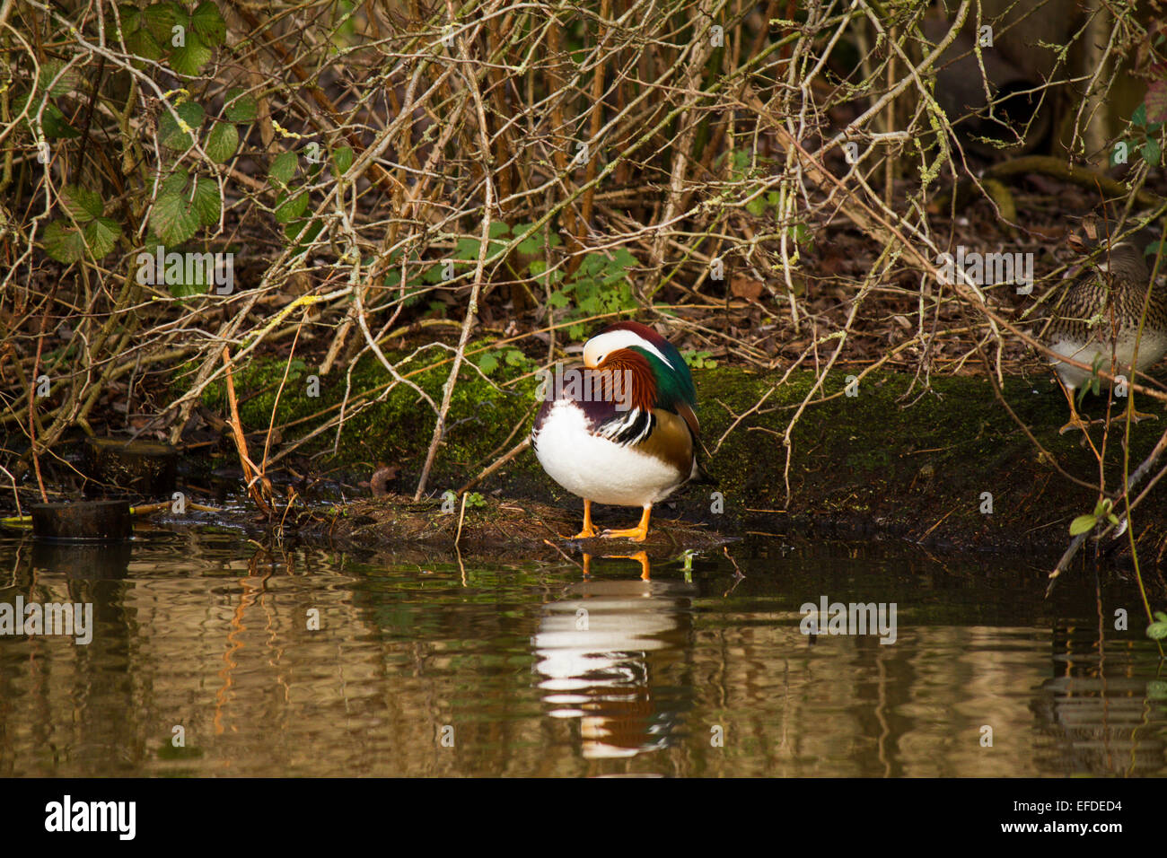 Mandarin ducks in Richmond Park, London Stock Photo Alamy
