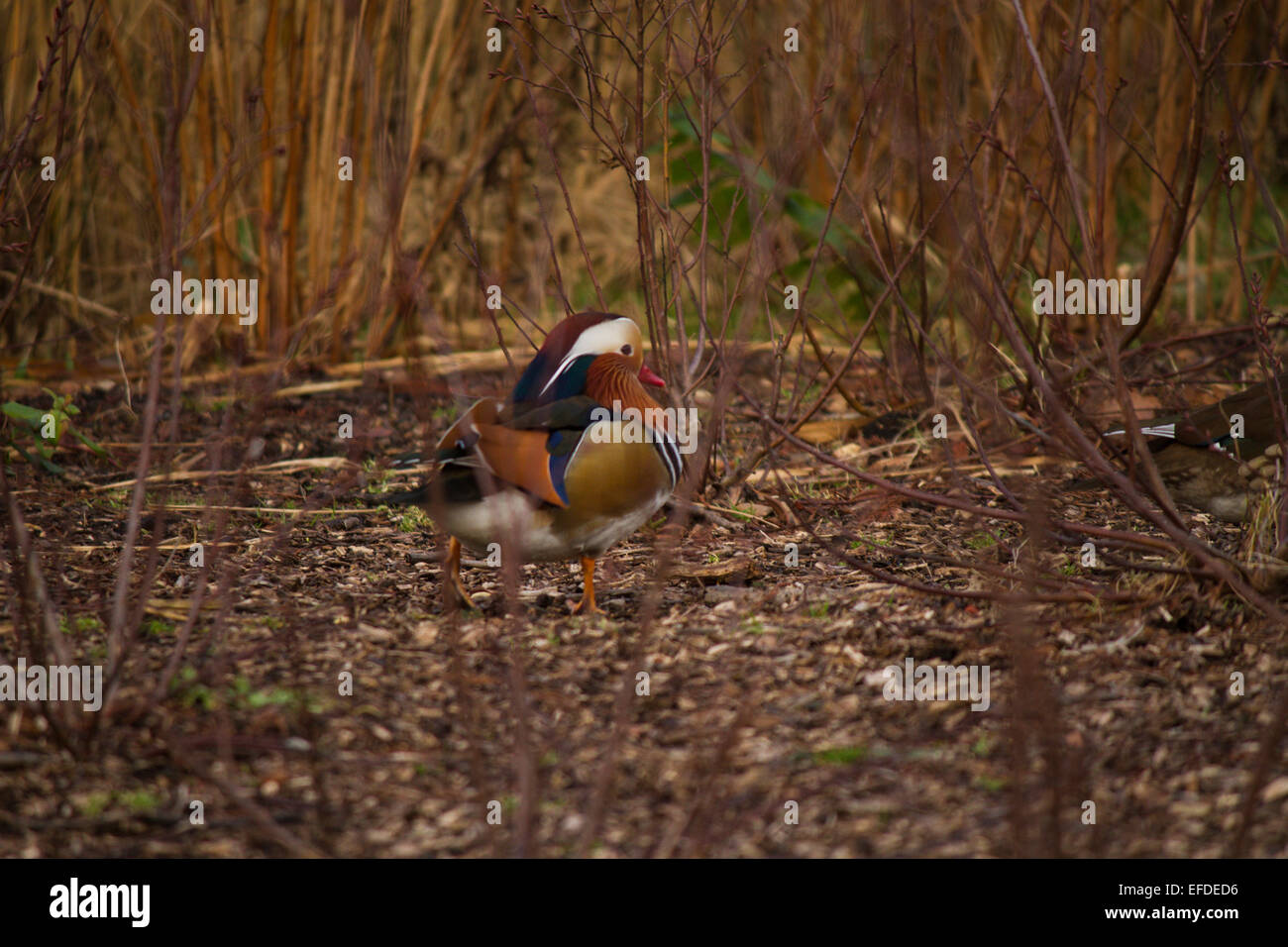 Mandarin ducks in Richmond Park, London Stock Photo Alamy