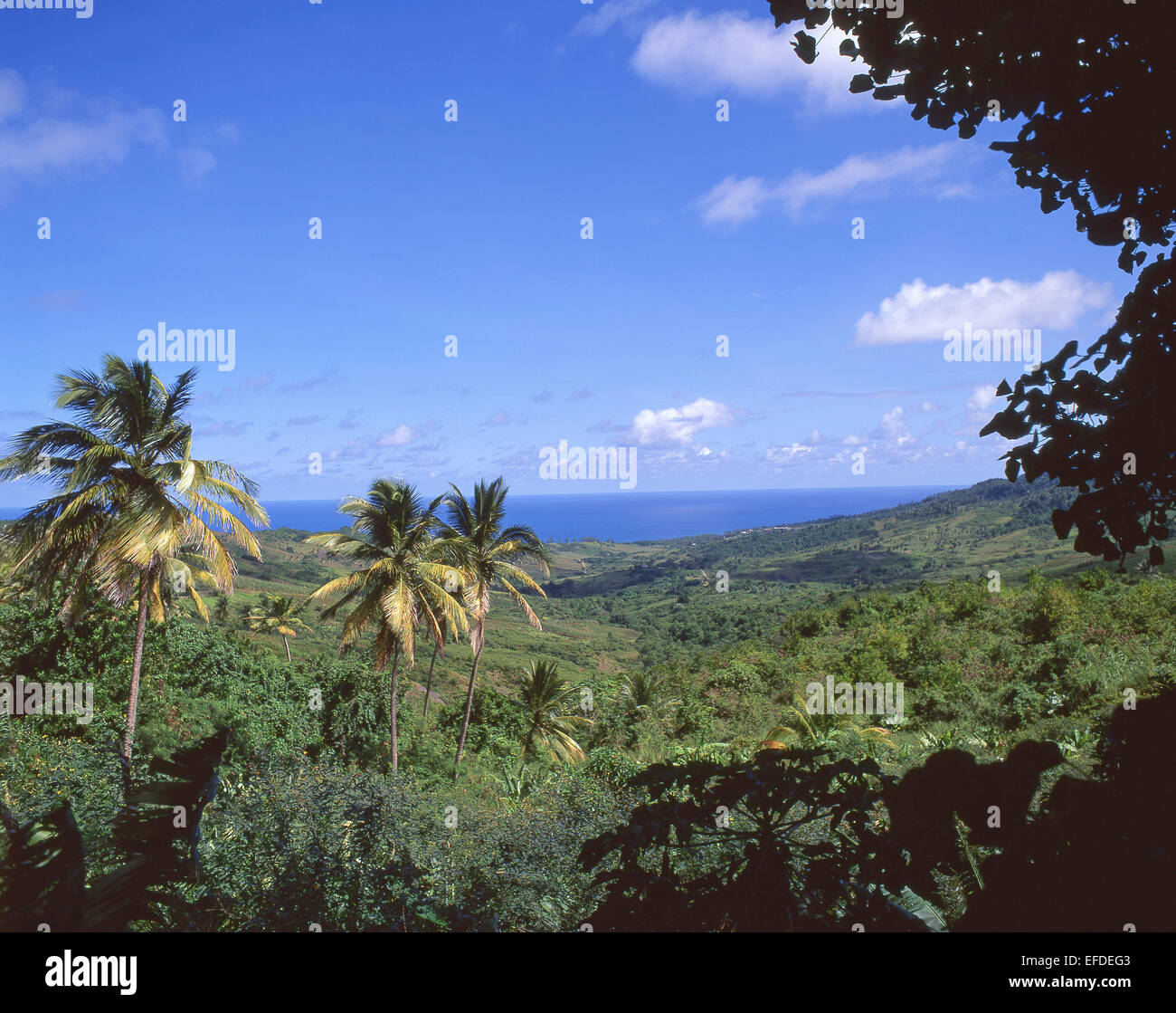 Interior landscape, Saint Joseph Parish, Barbados, Lesser Antilles, Caribbean Stock Photo