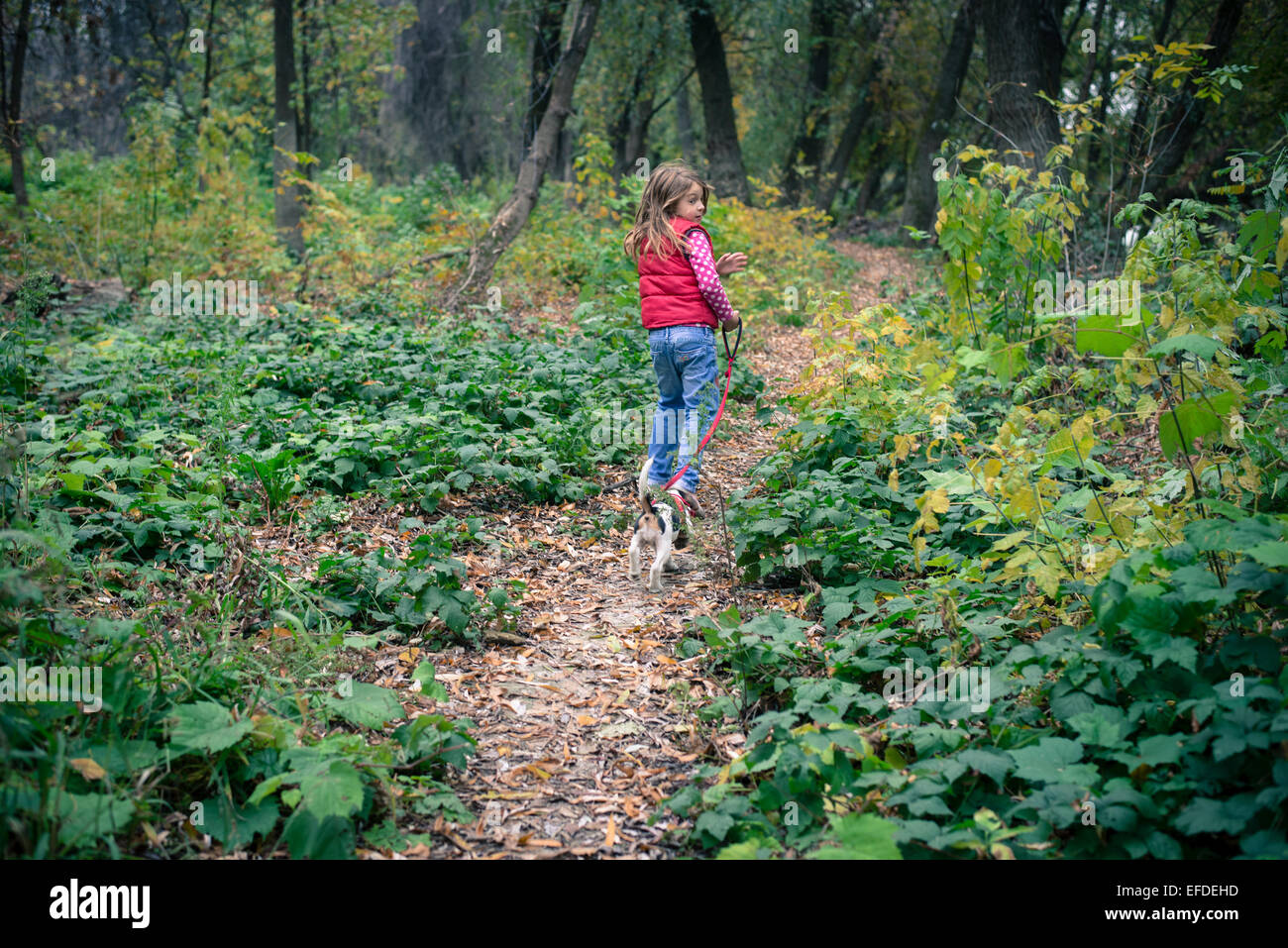 Girl running with beagle puppy in the forest Stock Photo