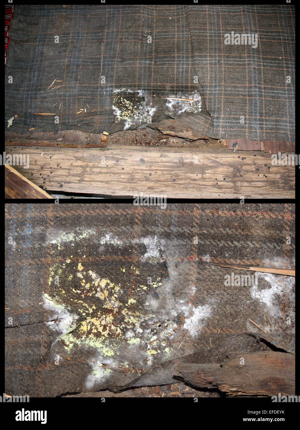 Detail of wood fungus from wooden floor extending on a carpet. The
